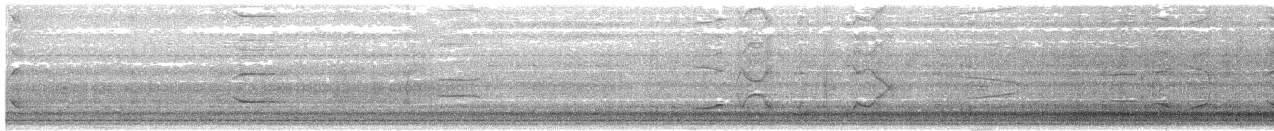 orientskjæreskvett (amoenus gr.) - ML204020991