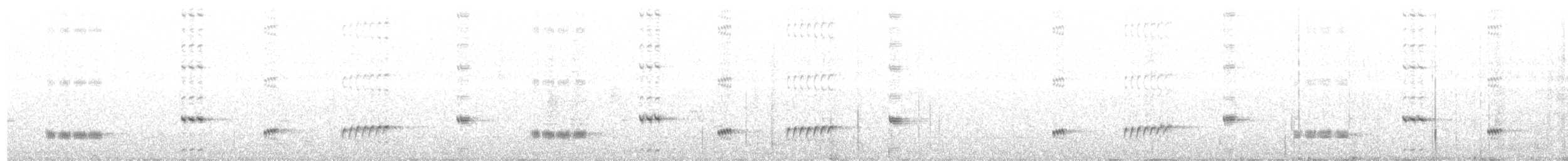 Psophode à menton noir (leucogaster/lashmari) - ML204021211