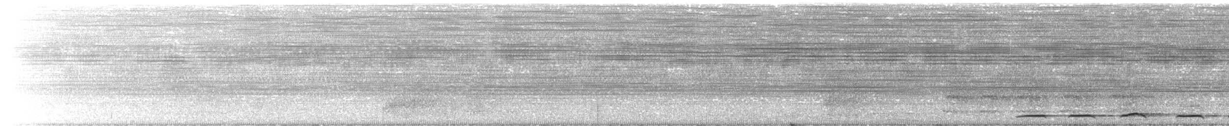 Grallaire tachetée (macularius) - ML204021851