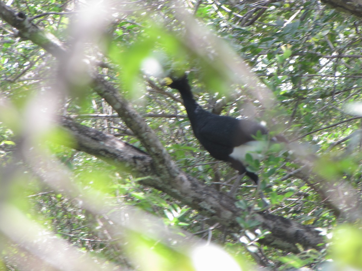 Yellow-knobbed Curassow - ML20402191