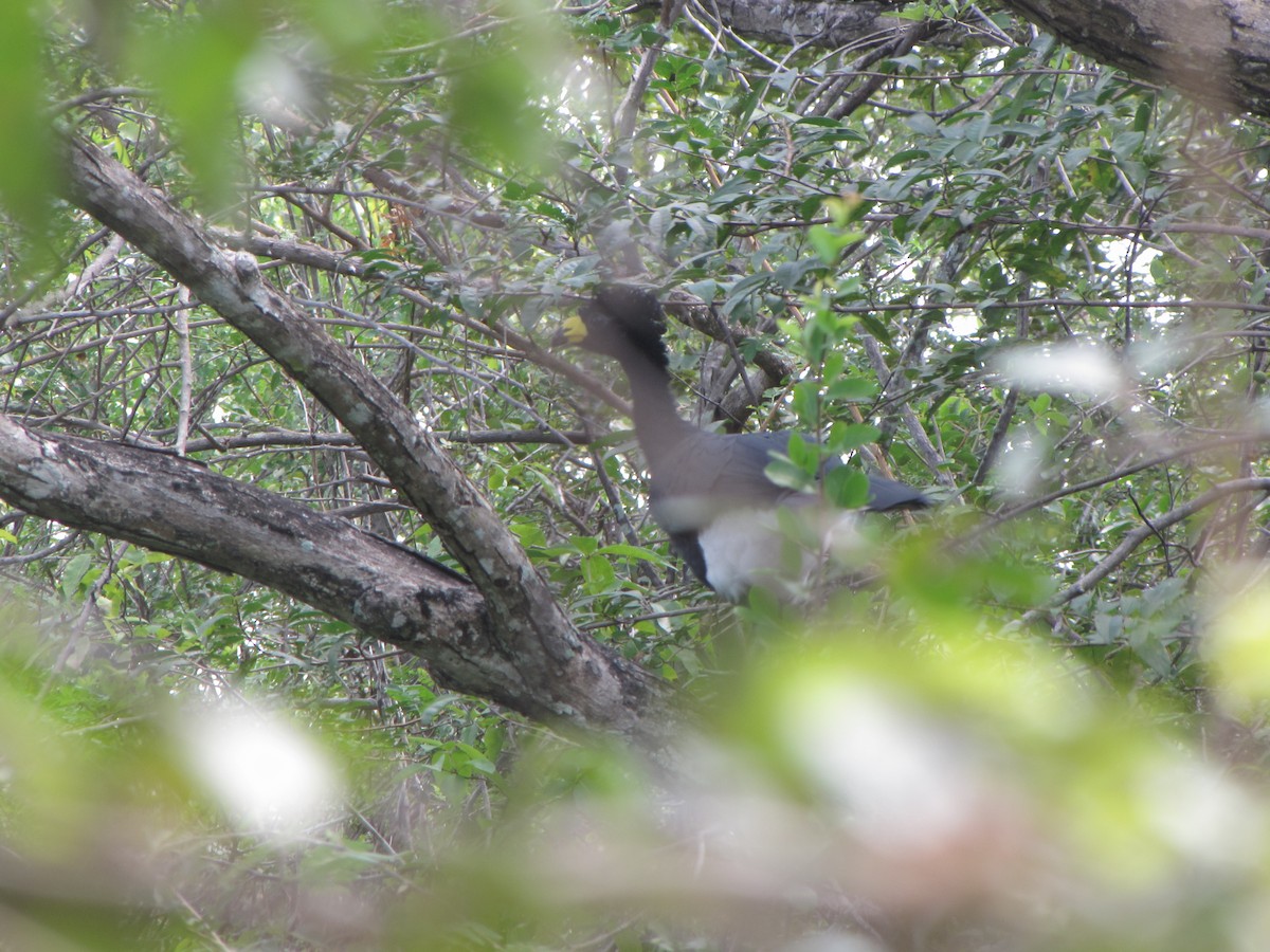 Yellow-knobbed Curassow - ML20402201