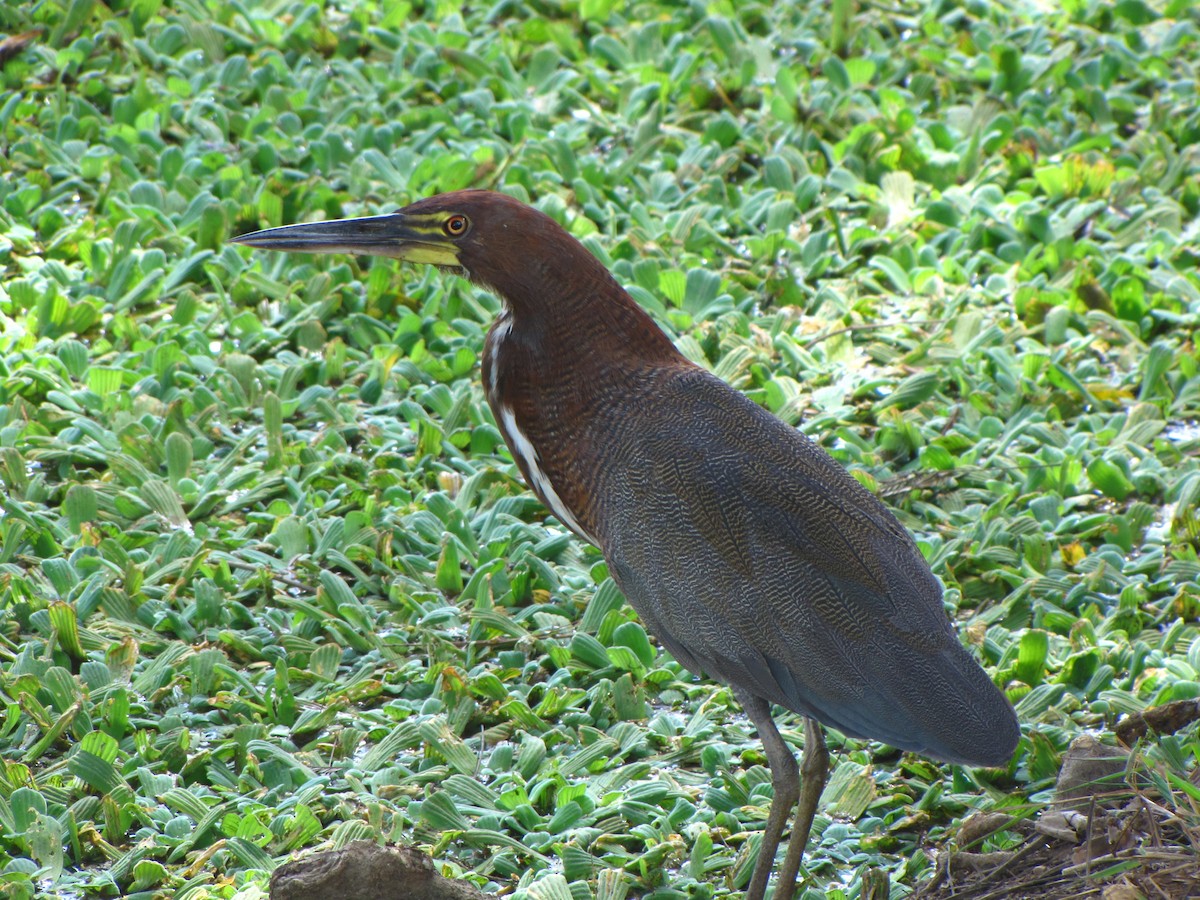 Rufescent Tiger-Heron - ML20402211