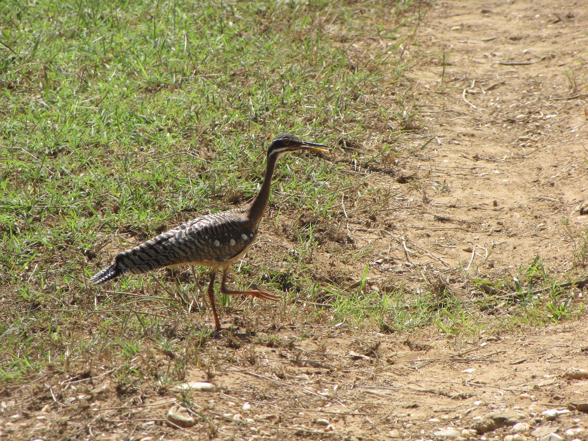 Sunbittern - ML20402221