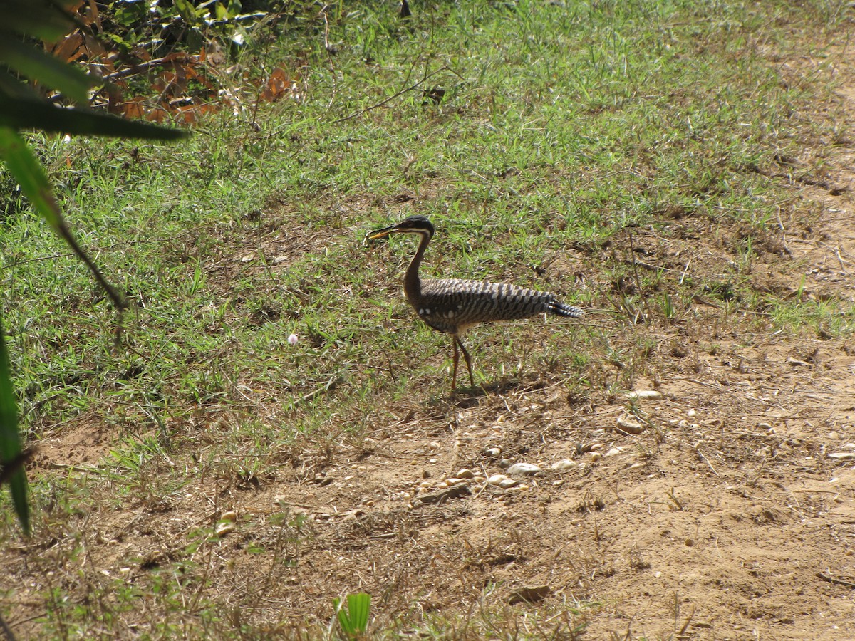 Sunbittern - ML20402231
