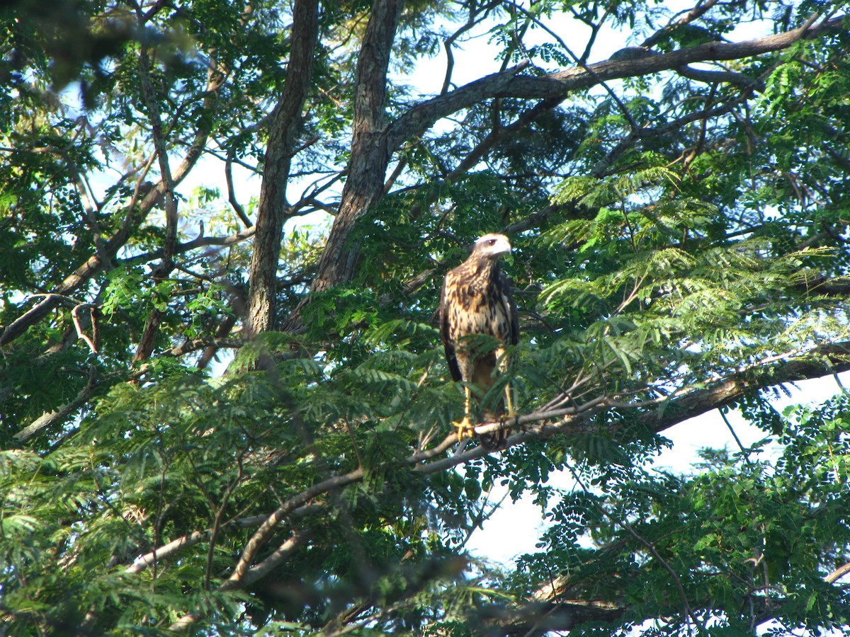 Great Black Hawk - ML20402241