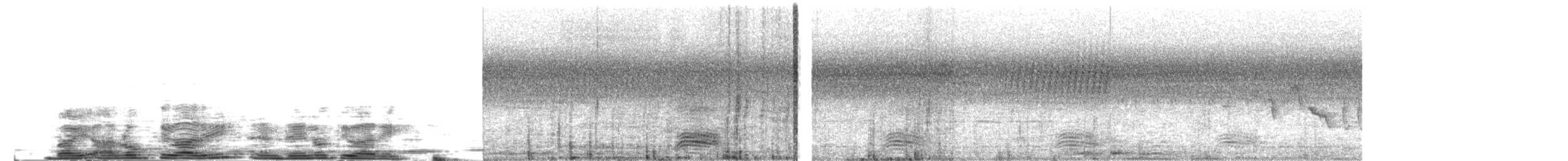 Cuervo Picudo (grupo macrorhynchos) - ML204024571