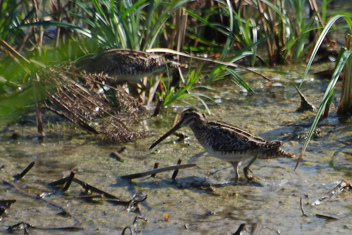 Wilson's Snipe - Deborah Porte