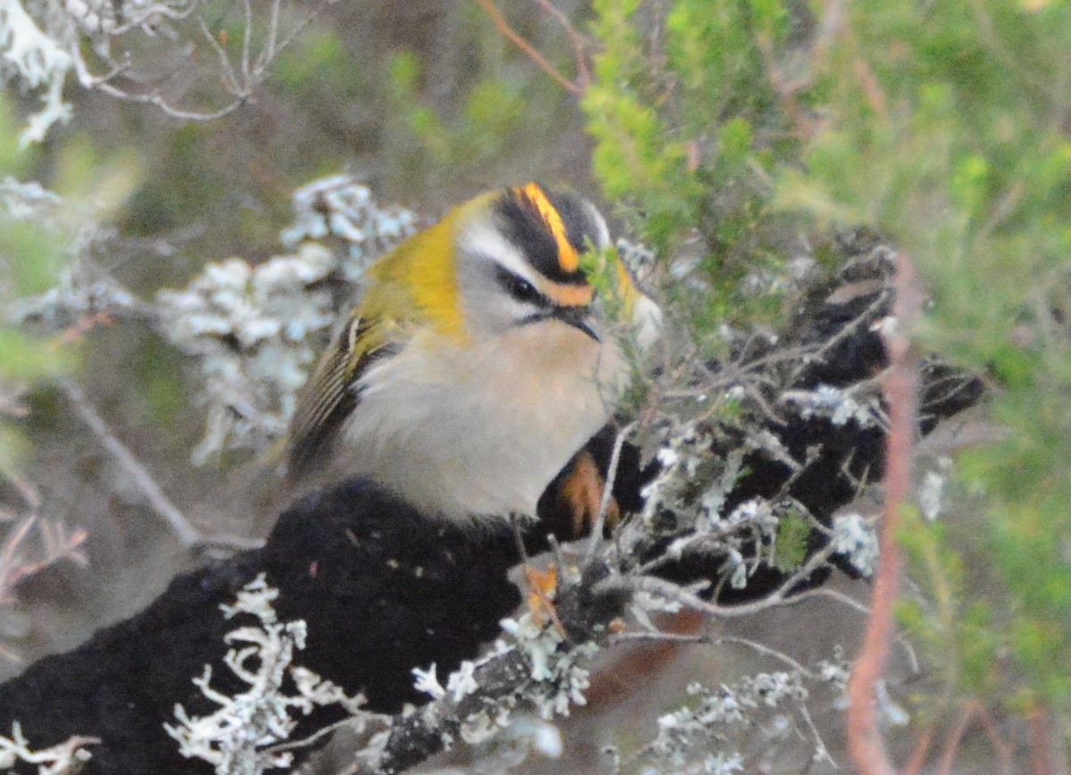 Common Firecrest - Antonio Méndez Lorenzo