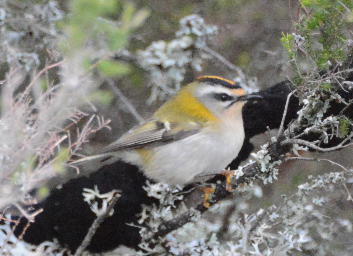 Common Firecrest - Antonio Méndez Lorenzo