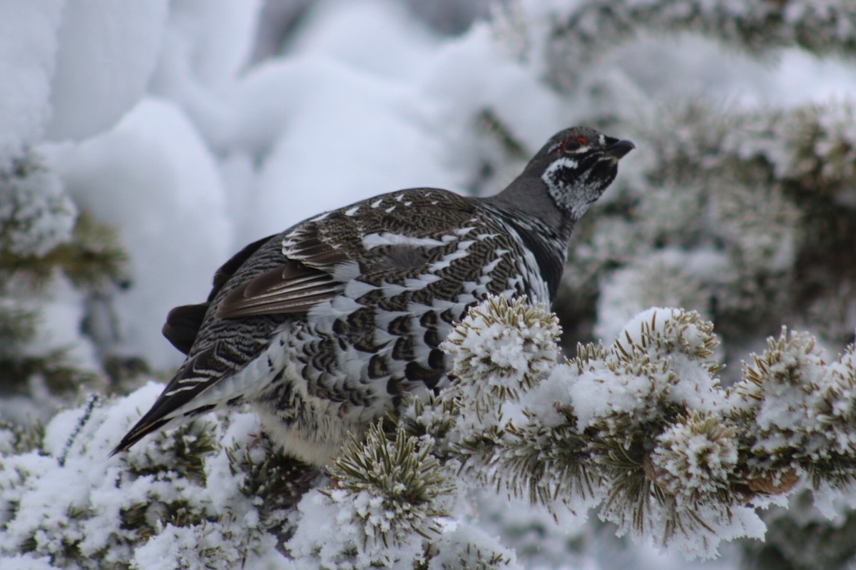 Spruce Grouse - ML204028031