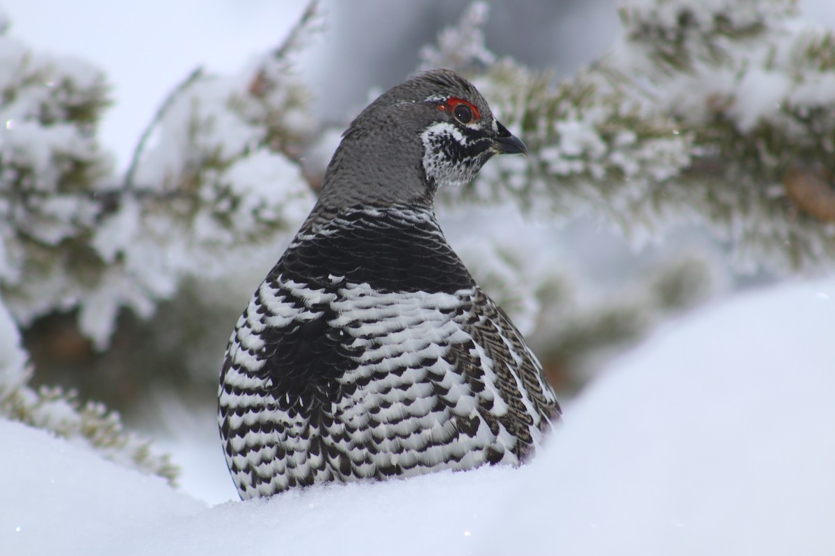 Spruce Grouse - ML204028041