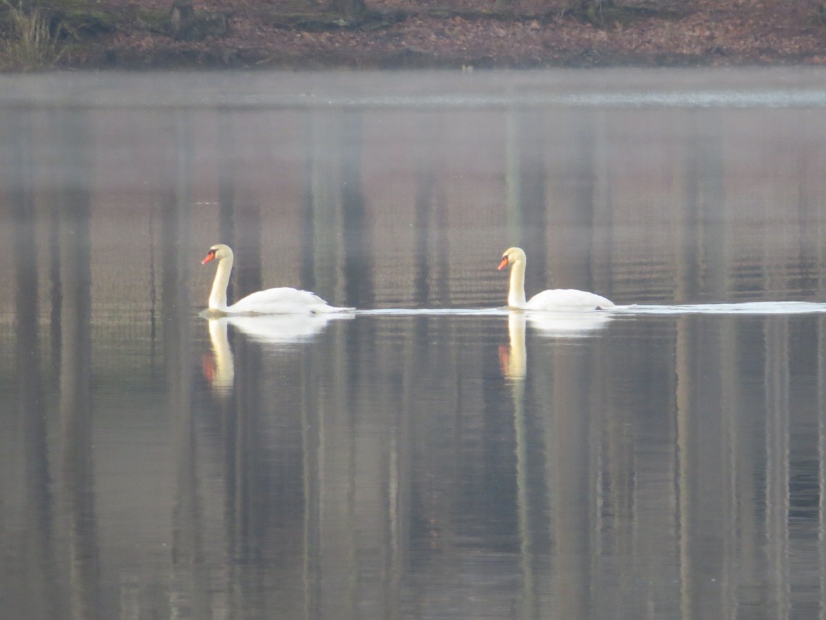 Mute Swan - ML204030011