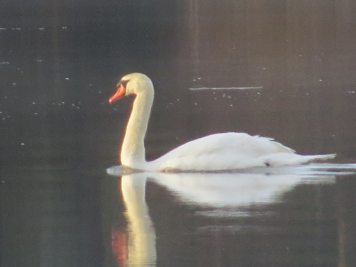 Mute Swan - ML204030061