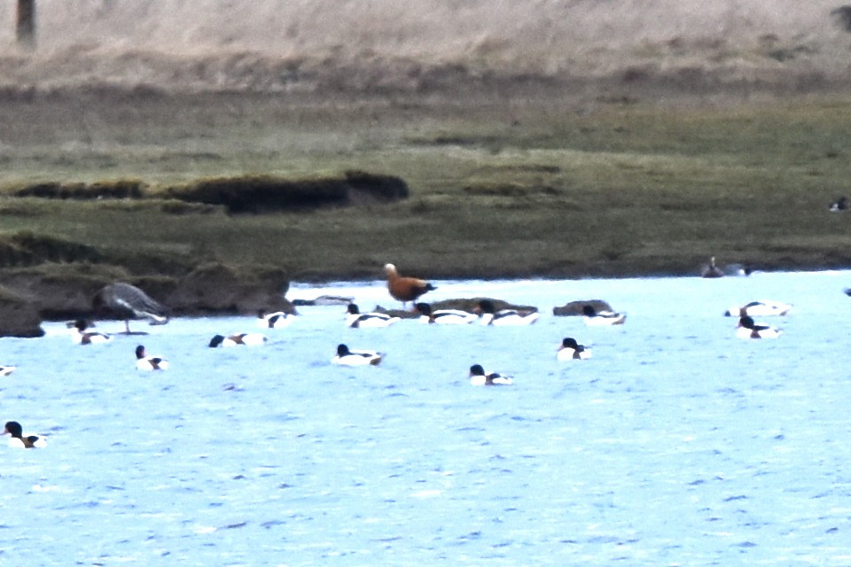 Ruddy Shelduck - ML204030101