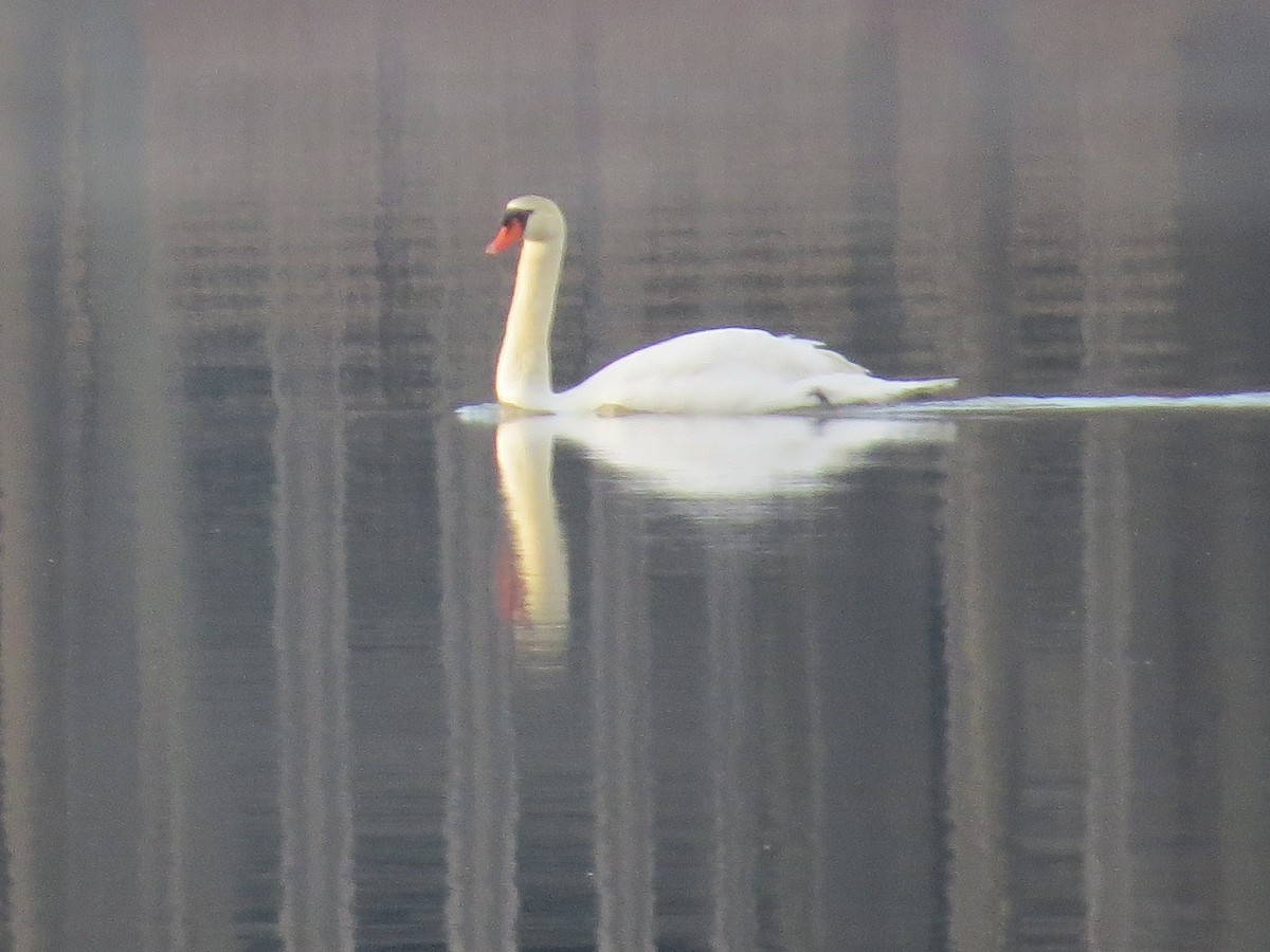 Mute Swan - ML204030121