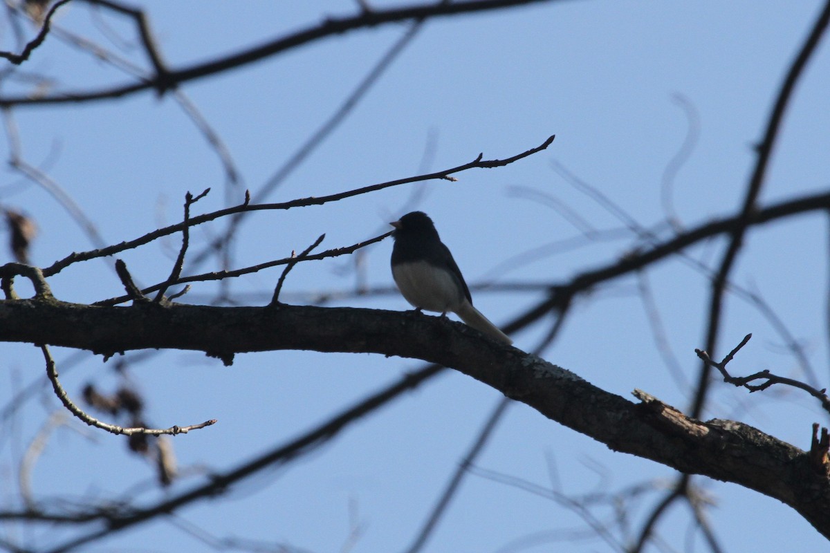 Dark-eyed Junco - ML204031051