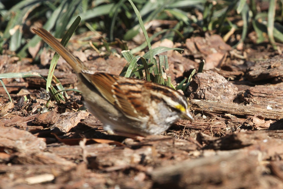 White-throated Sparrow - ML204031091
