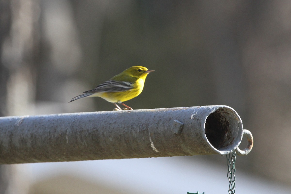 Pine Warbler - ML204031141