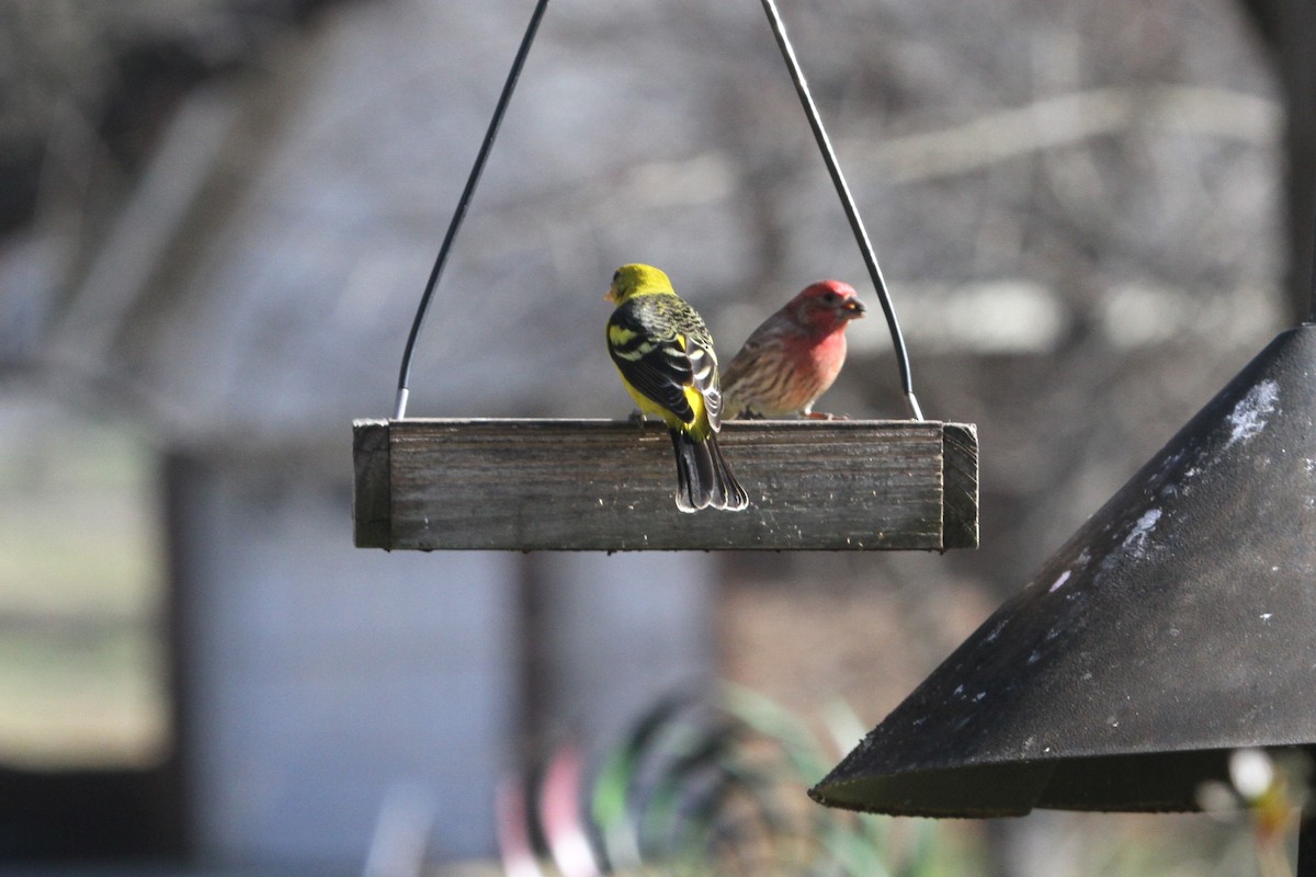 Western Tanager - ML204031251