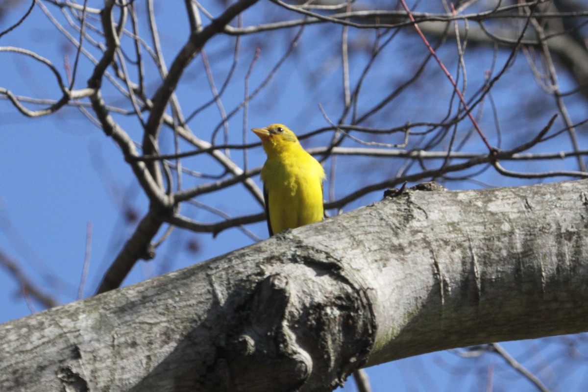 Western Tanager - ML204031271