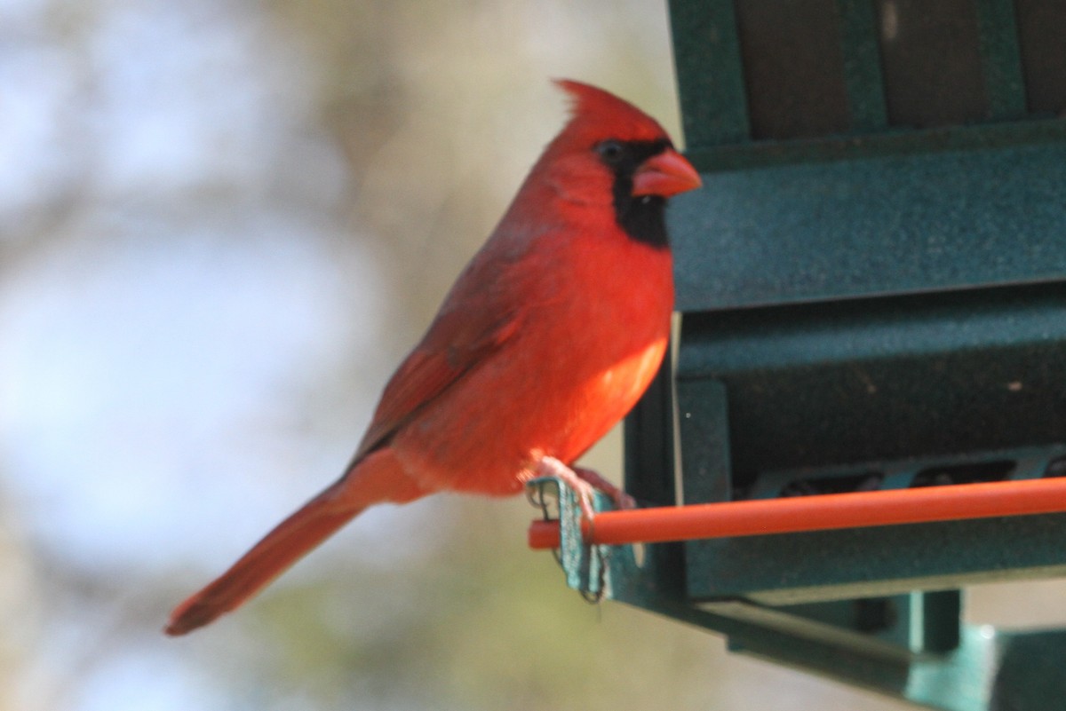 Northern Cardinal - ML204031341