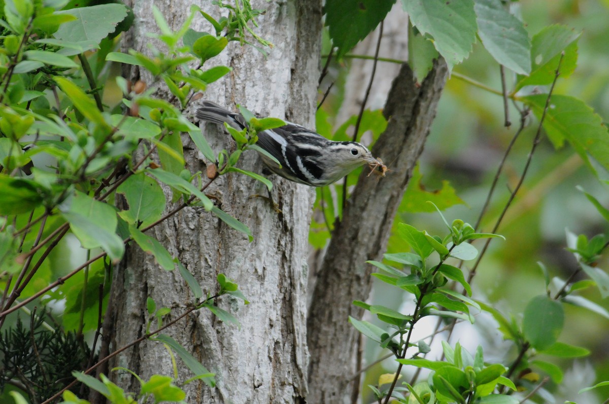 Black-and-white Warbler - ML204032041