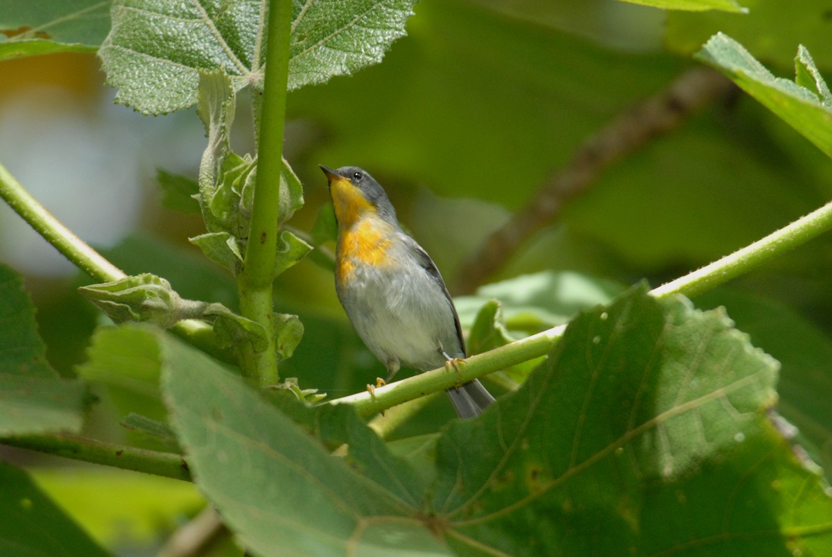 Flame-throated Warbler - ML204032161