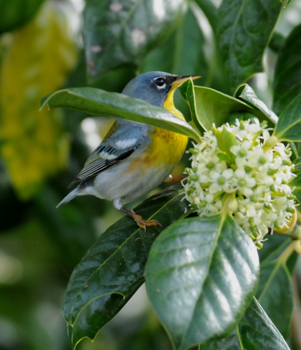 Northern Parula - ML204032281