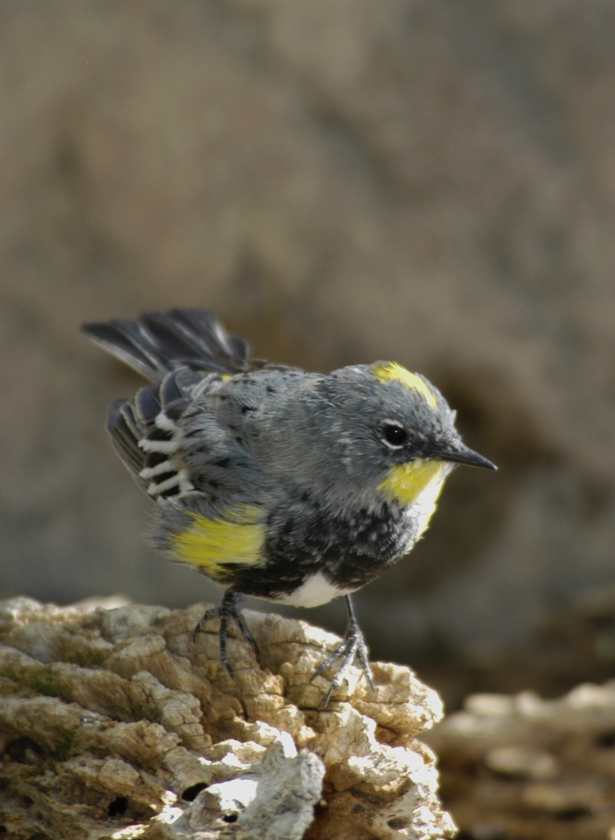 Yellow-rumped Warbler (Audubon's) - marvin hyett