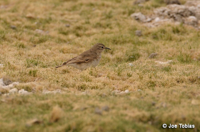 Common Miner (Altiplano) - ML204032771