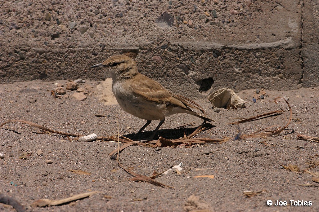 コウゲンジカマドドリ - ML204032791