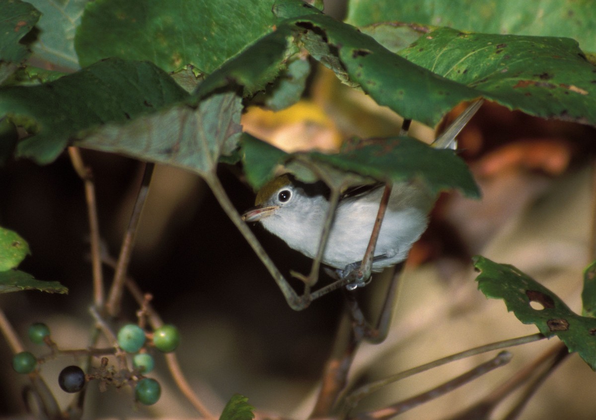 Chestnut-sided Warbler - marvin hyett