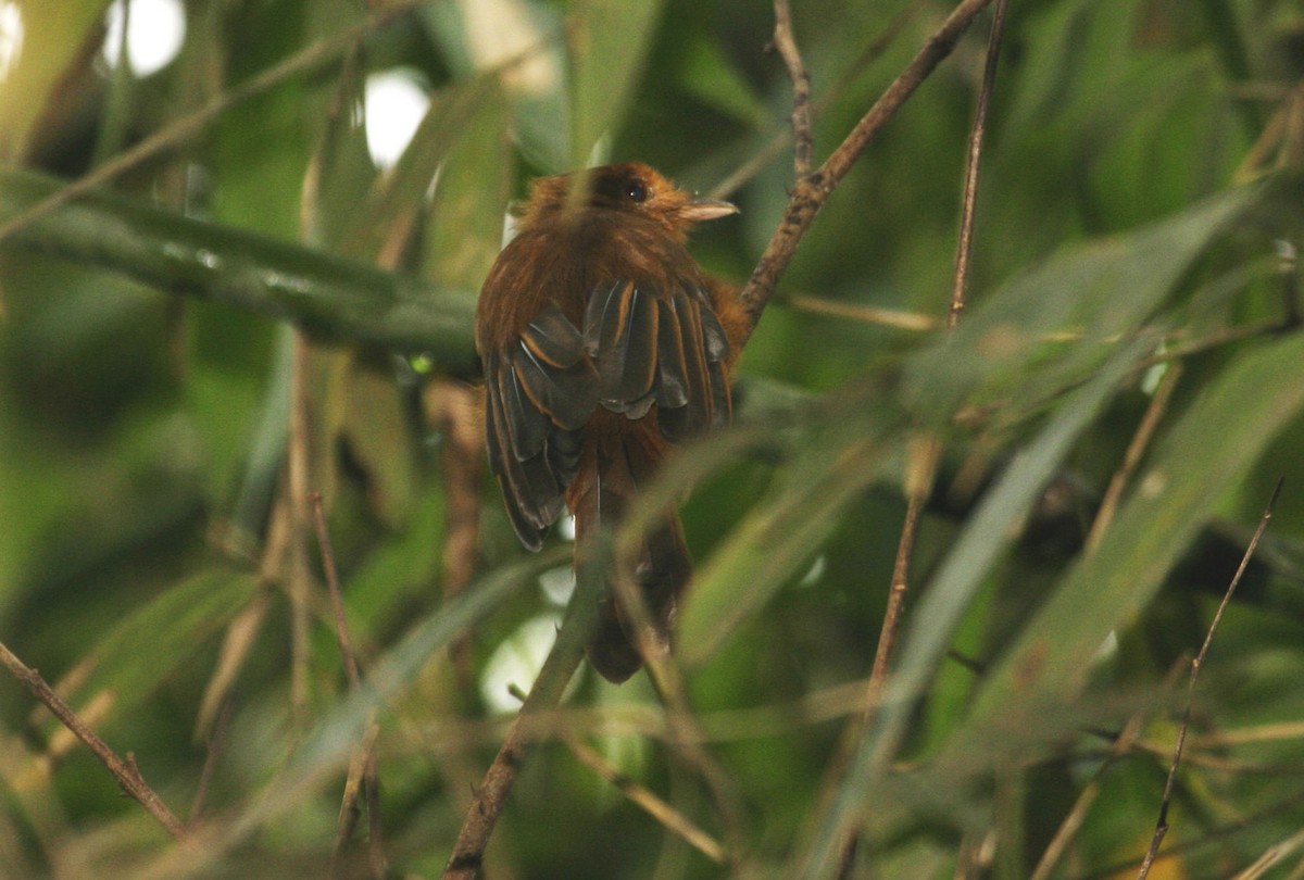 Rufous Twistwing - Joseph Tobias