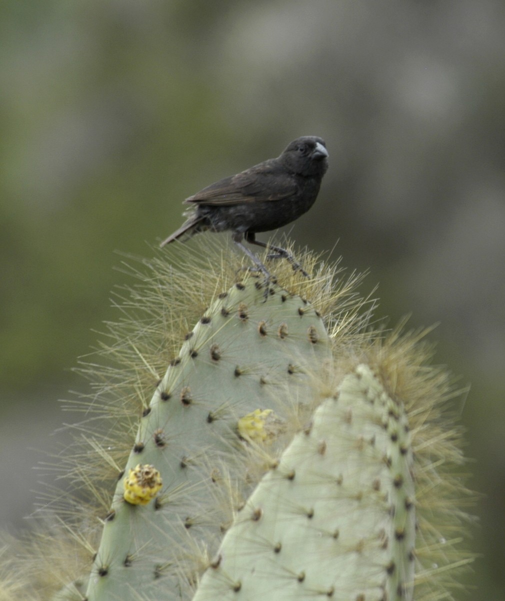 Common Cactus-Finch - ML204036371