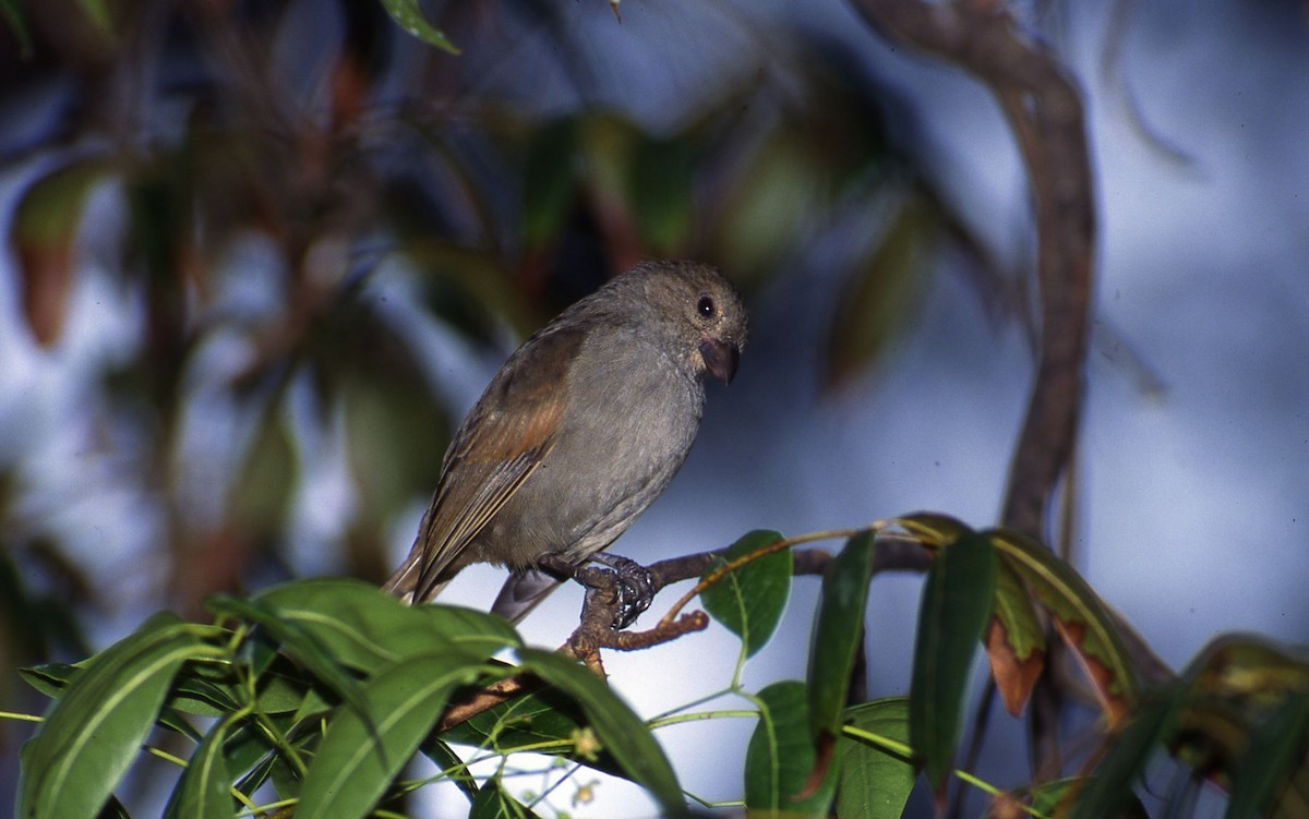 Barbados Bullfinch - ML204036451