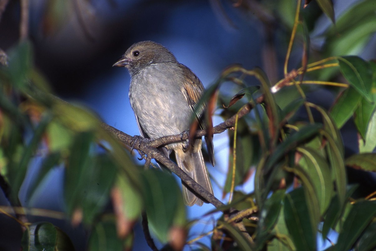 Barbados Bullfinch - ML204036461