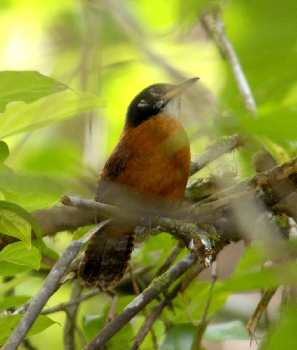 Bay Wren (Central American) - marvin hyett