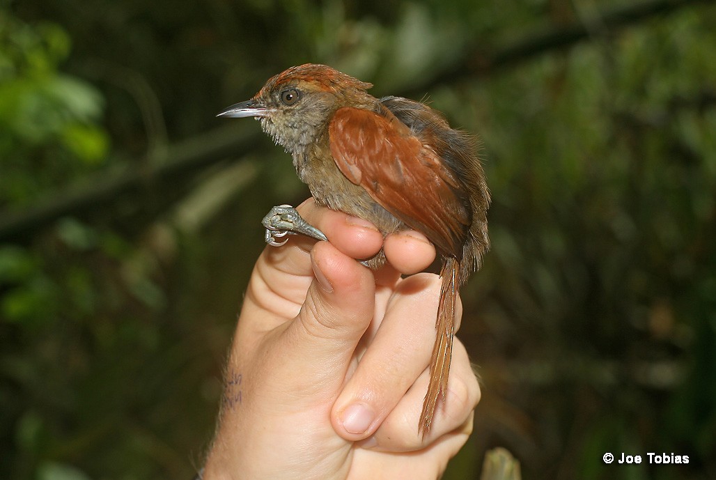 Cabanis's Spinetail - ML204036871