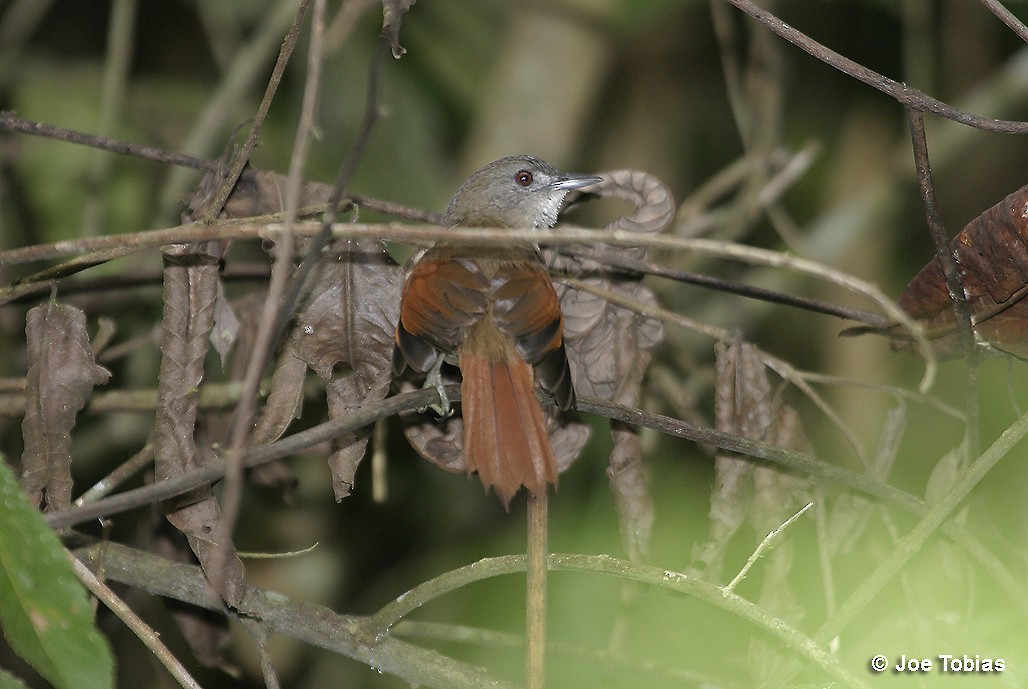 Plain-crowned Spinetail - Joseph Tobias