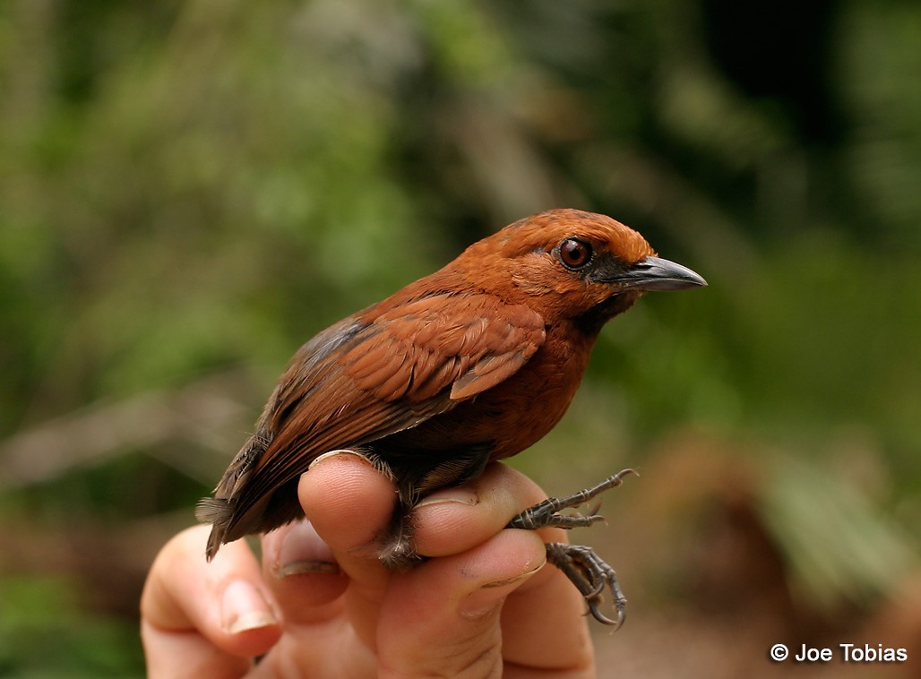 Ruddy Spinetail - Joseph Tobias