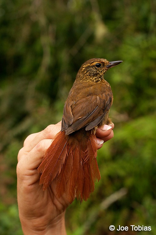 Buff-browed Foliage-gleaner - ML204037001