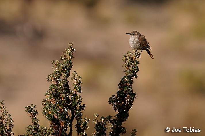 Straight-billed Earthcreeper - ML204037131