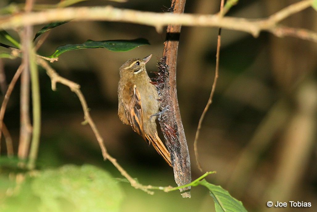 Plain Xenops (mexicanus Group) - ML204037171