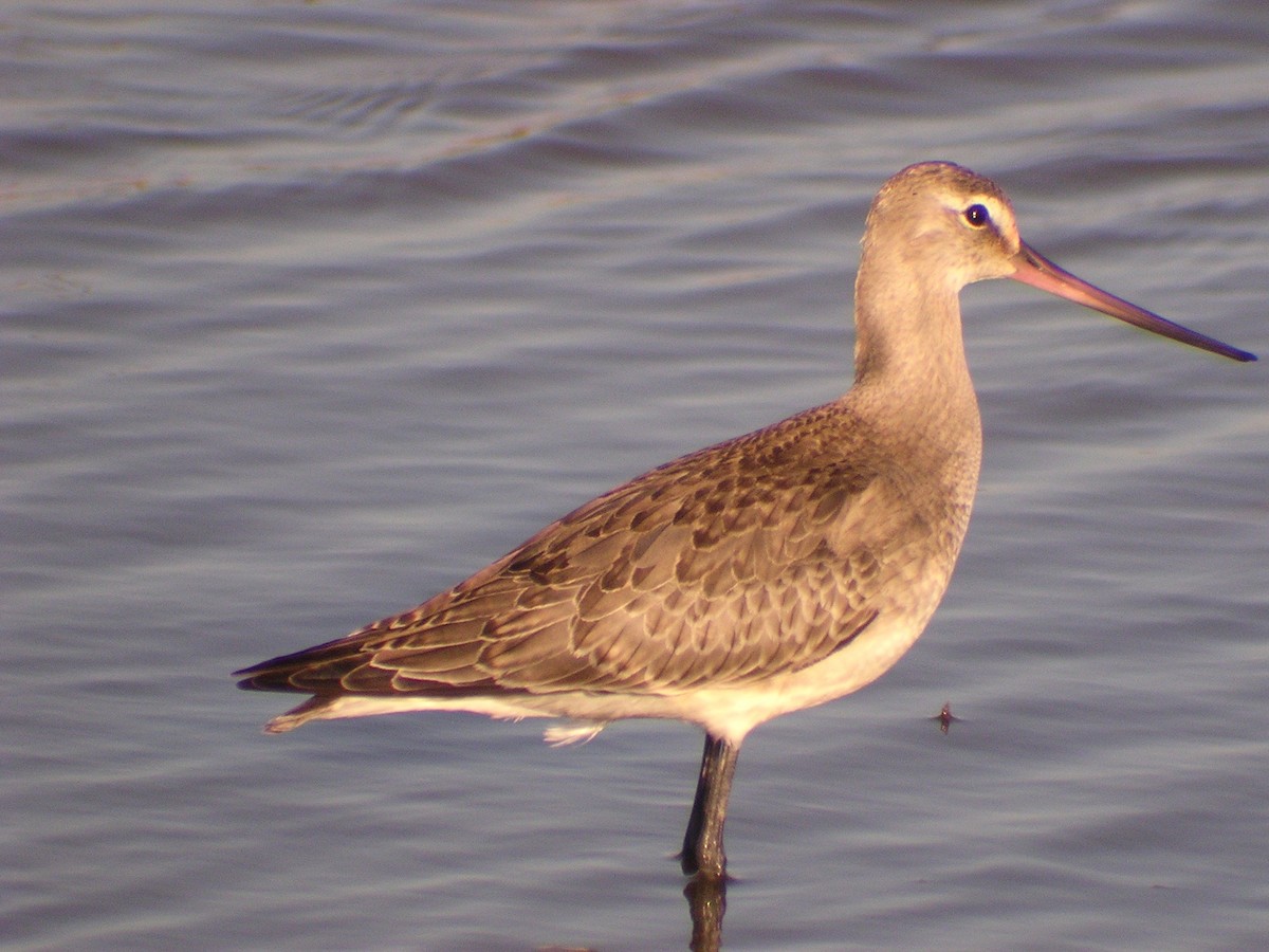 Hudsonian Godwit - ML20403751