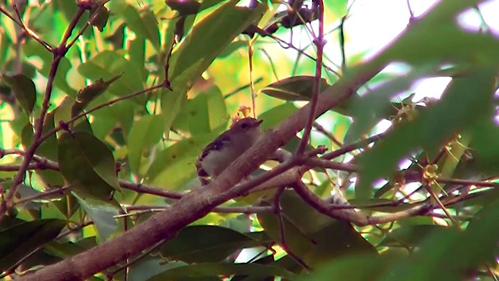 Tropical Scrubwren - ML204037691