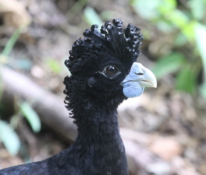 Blue-billed Curassow - ML204037931