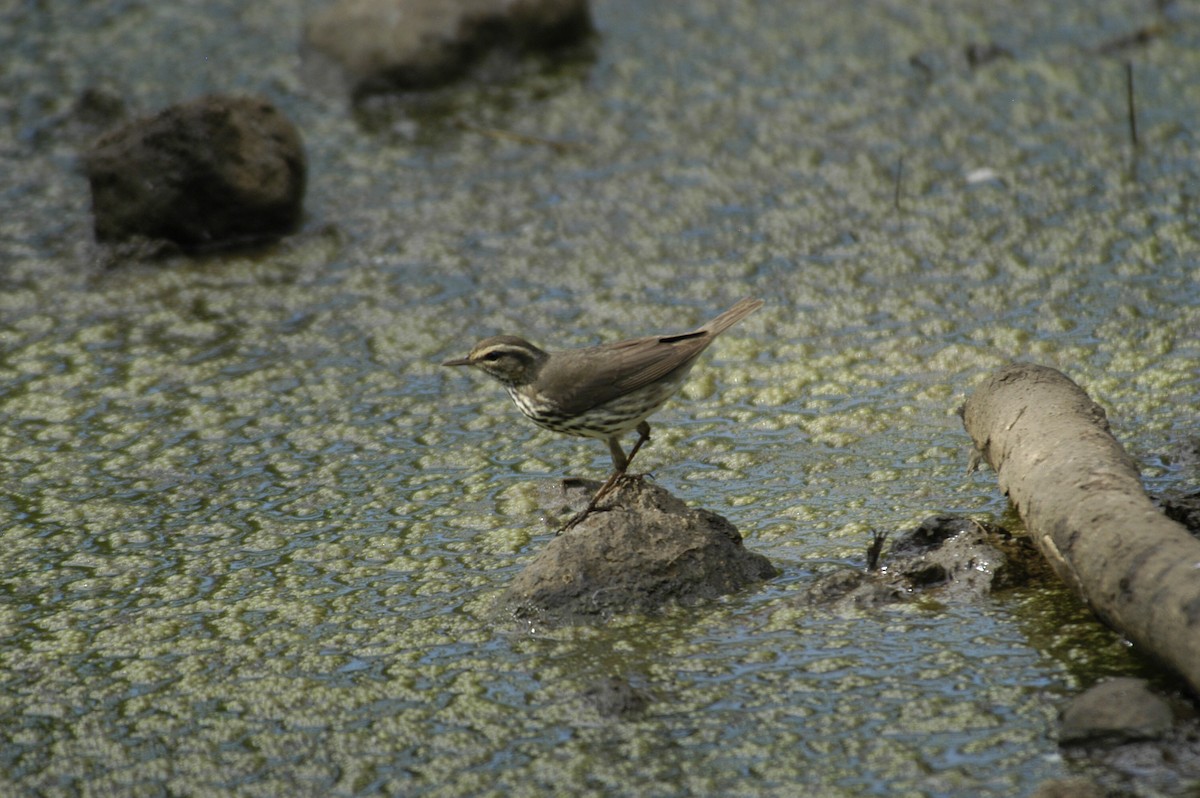 Northern Waterthrush - marvin hyett