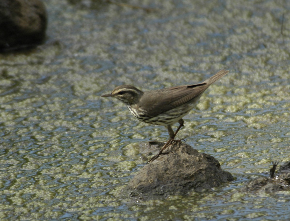 Northern Waterthrush - marvin hyett