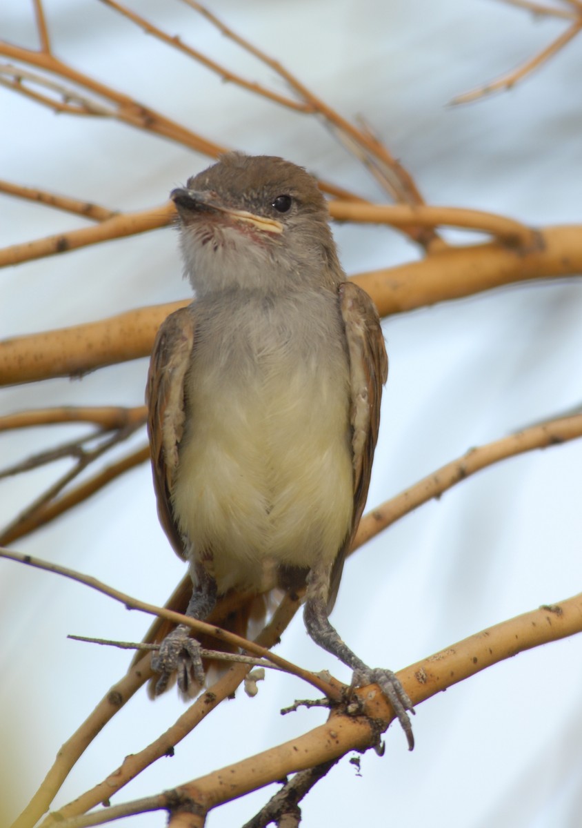 Brown-crested Flycatcher (Arizona) - ML204038211