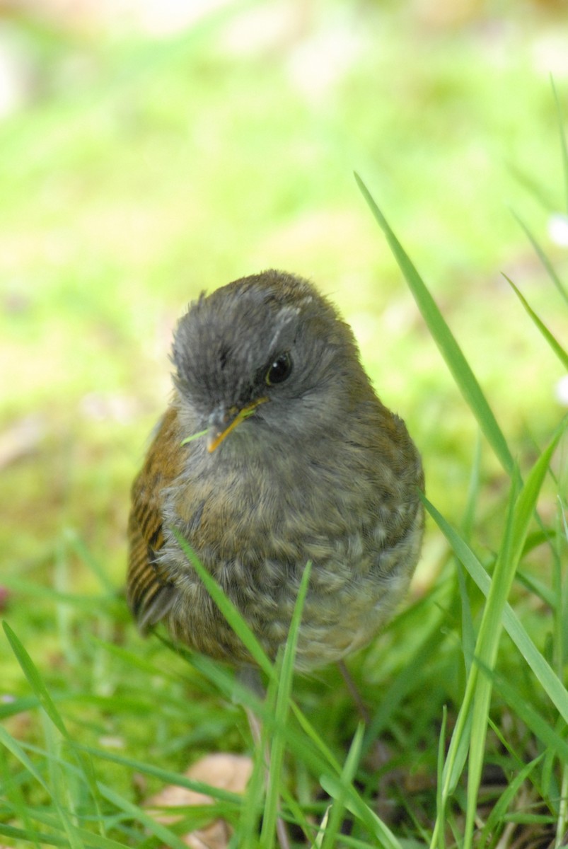 Ruddy-capped Nightingale-Thrush - ML204038441